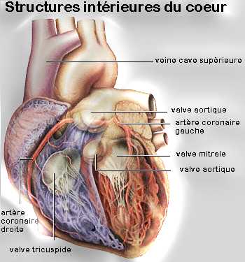 Heart and Coeur